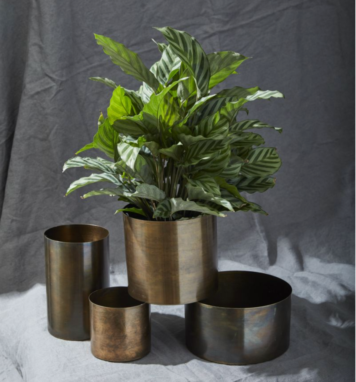 Lincoln Pot